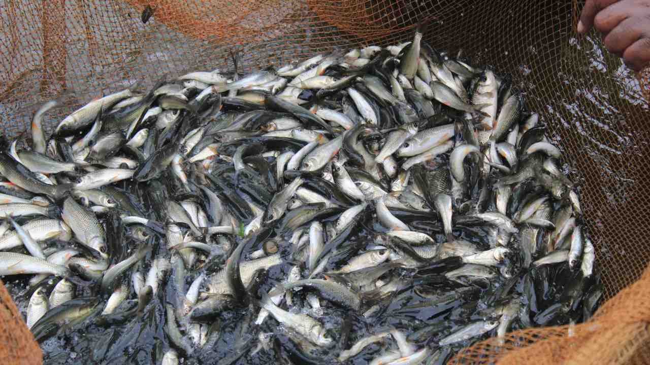 Cewek lulusan SMK jadi peternak ikan sukses (1)