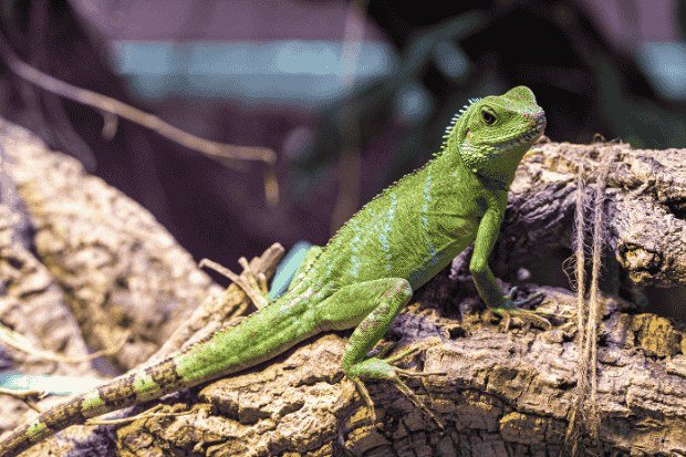 Forum Sharing Reptil Peliharaan