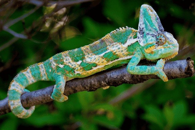 Hobi Memelihara Reptil Eksotis