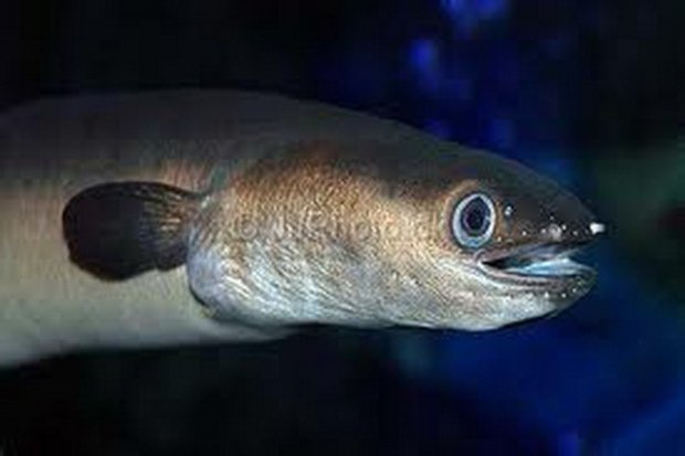 Misteri Sidat Ikan Unik yang Bertelur di Kedalaman Laut
