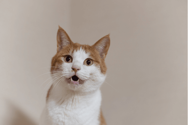 Suara Meong Bukan Sekadar Panggilan