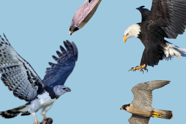 Bentuk Tubuh, Gaya Terbang falcon dan elang