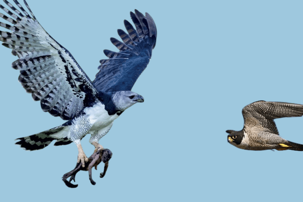 Cara Berburu falcon dan elang