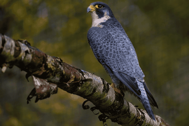 Fakta tentang falcon