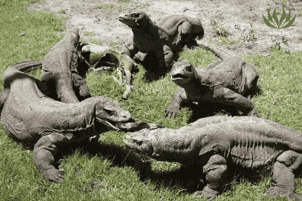 Gaya hidup komodo