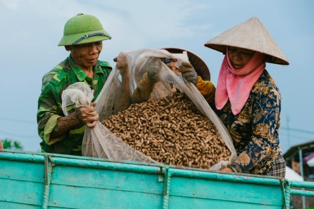 Harga Kacang Petani
