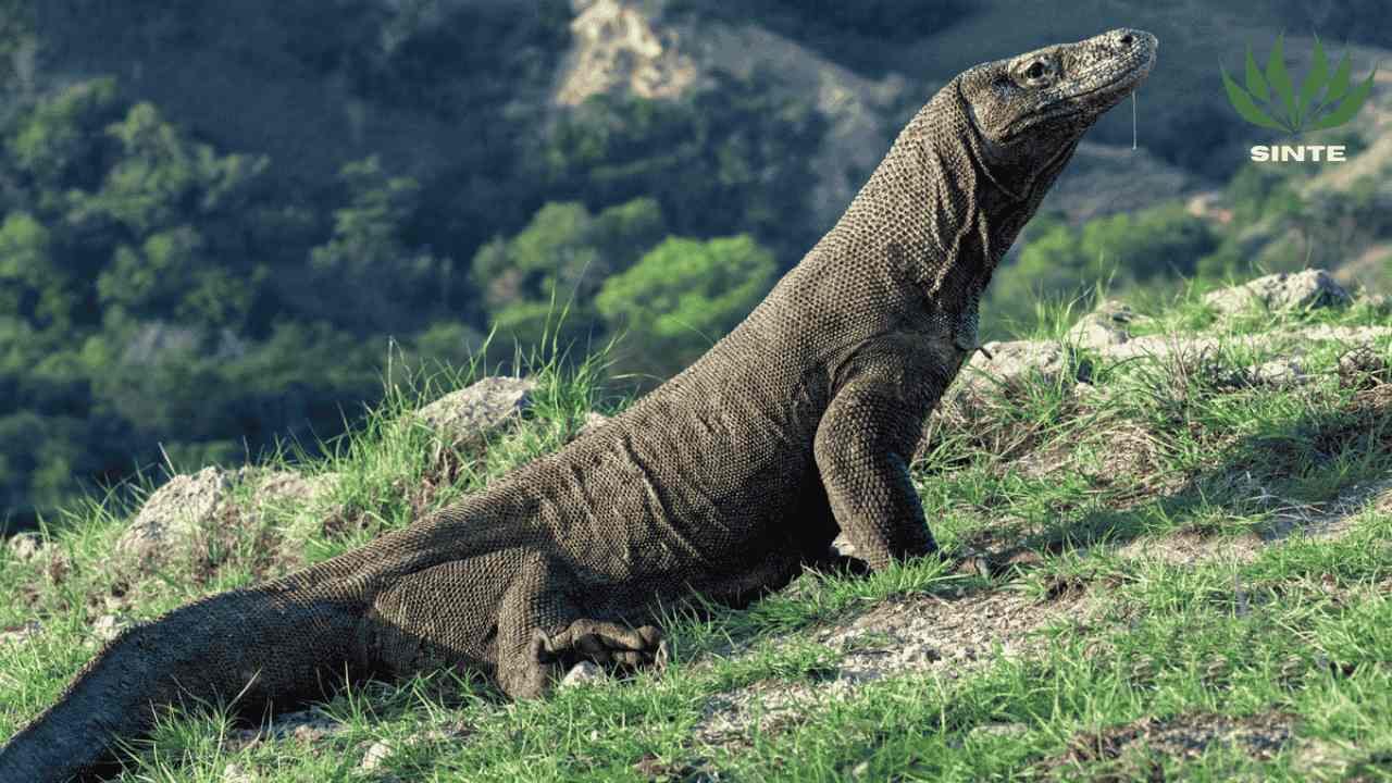 Komodo