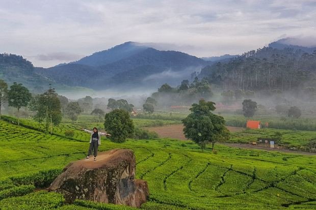 Lokasi dan Rute Menuju Kebun Teh Rancabali