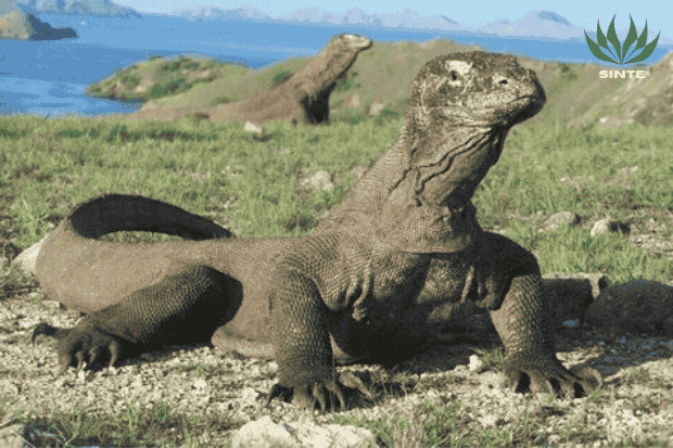Penampilan komodo