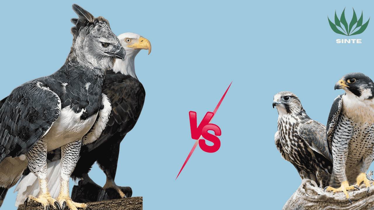 Perbedaan Falcon dan Elang
