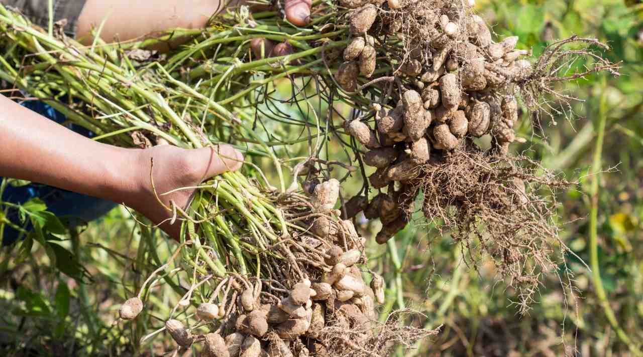Petani Kacang dan Cerita Bisnis yang Penuh Harapan