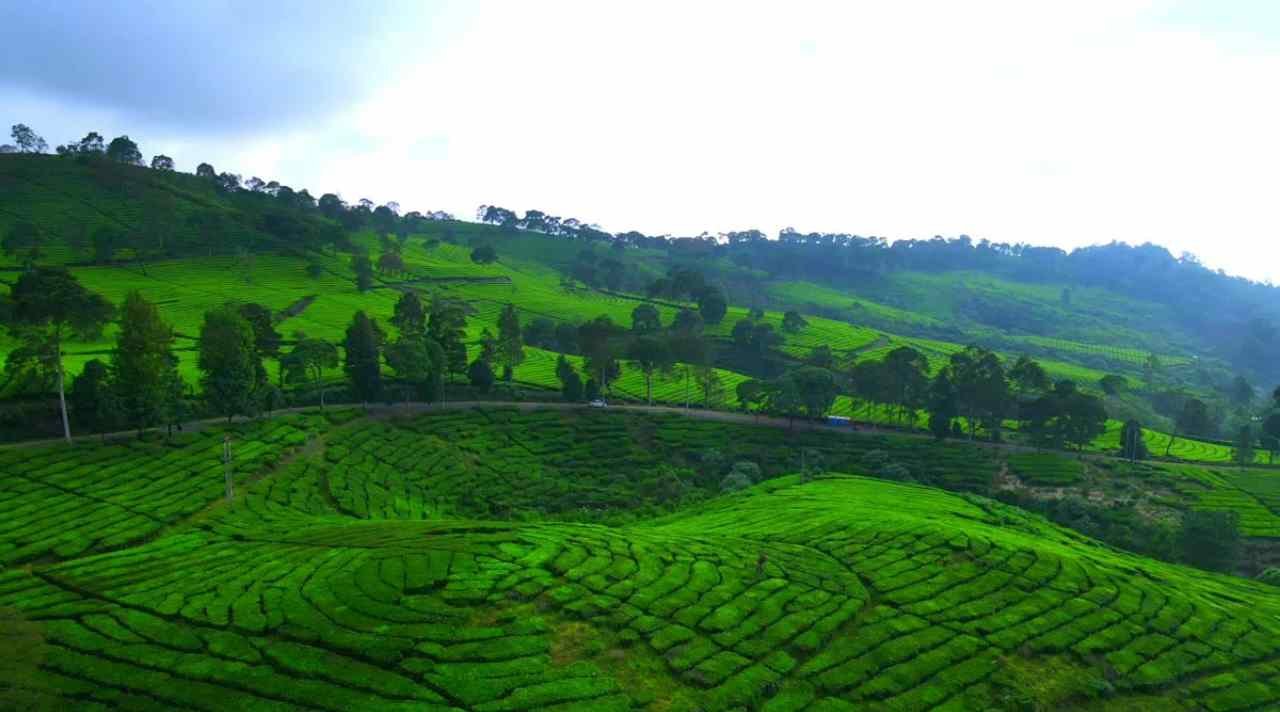 Wisata Alam Kebun Teh Rancabali, Pesona Hijau di Selatan Bandung