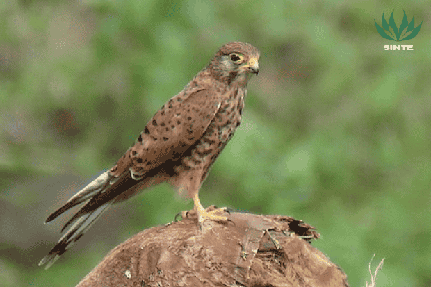 Apa Itu Alap-Alap Sapi