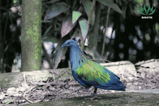 Asal usul Burung nikobar