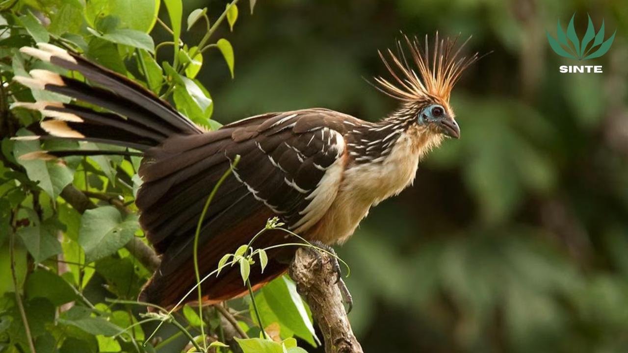 Burung Hoatzin sinte.my.id