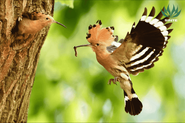 Fakta tentang burung hudhud