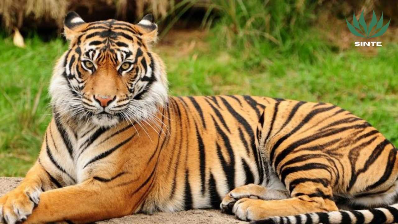Harimau Sumatera
