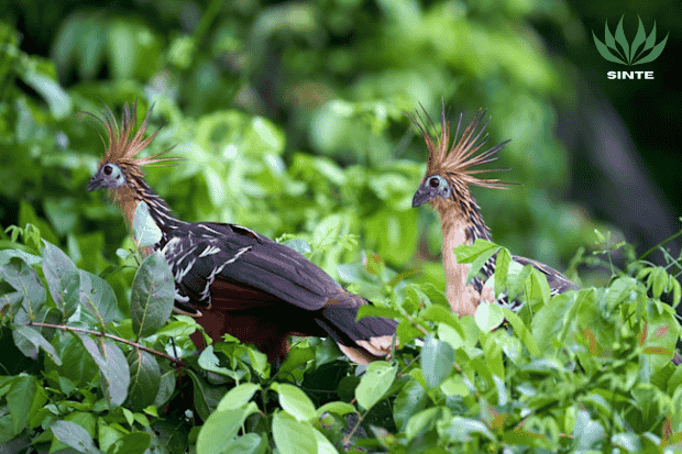 Kebiasaan Hidup dan Perilaku burung hoatzin
