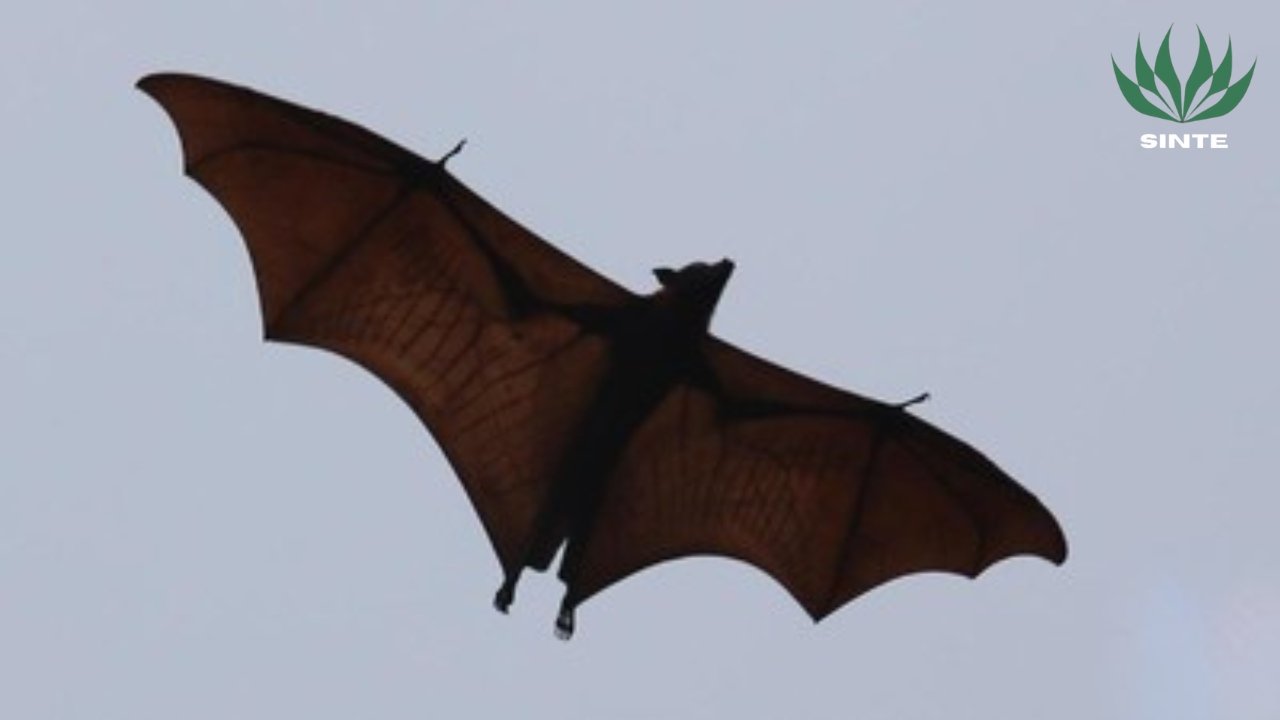 Kelelawar Raksasa sinte.my.id