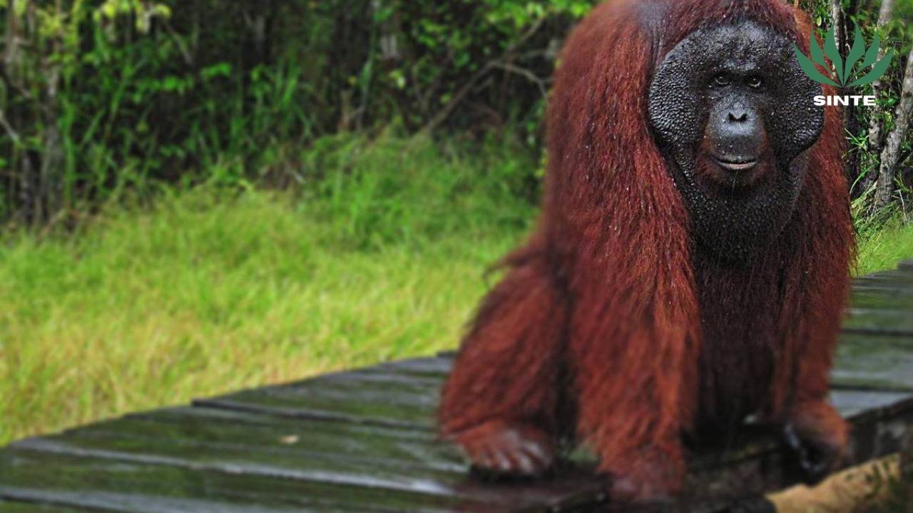 Orangutan Kalimantan