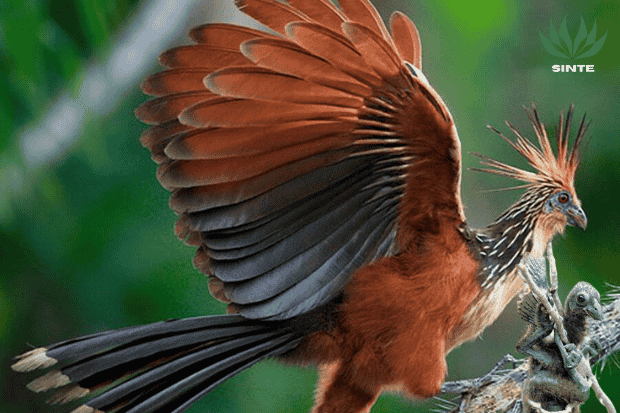 Penampilan burung hoatzin
