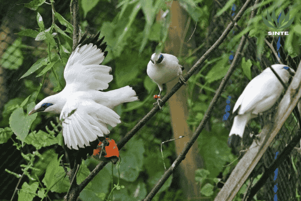 Penampilan burung jalak bali