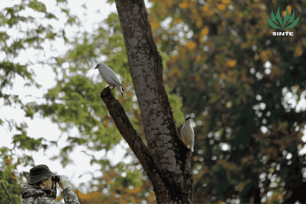Penyebab burung jalak bali hampir punah