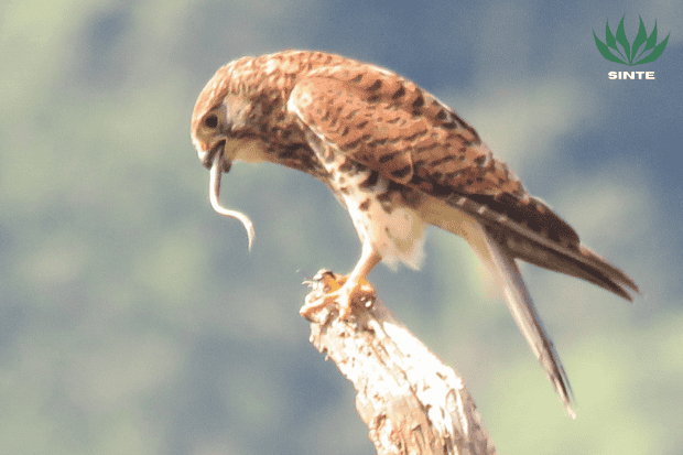 Pola Makan dan Cara Berburu Alap alap sapi