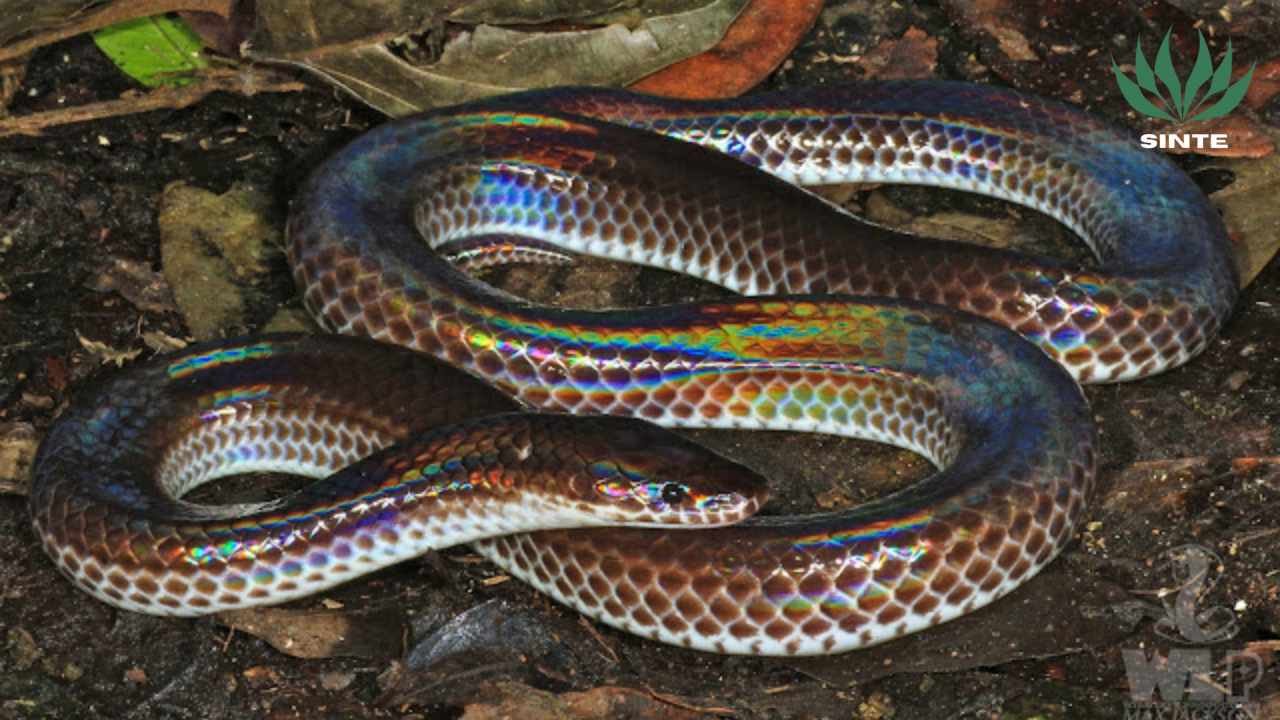 Ular Pelangi sinte.my.id