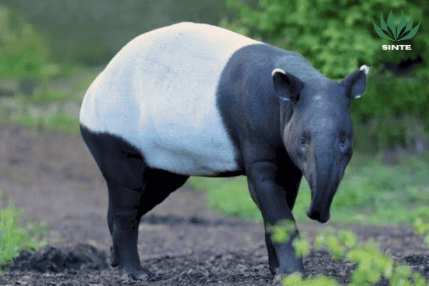 Apa itu Tapir