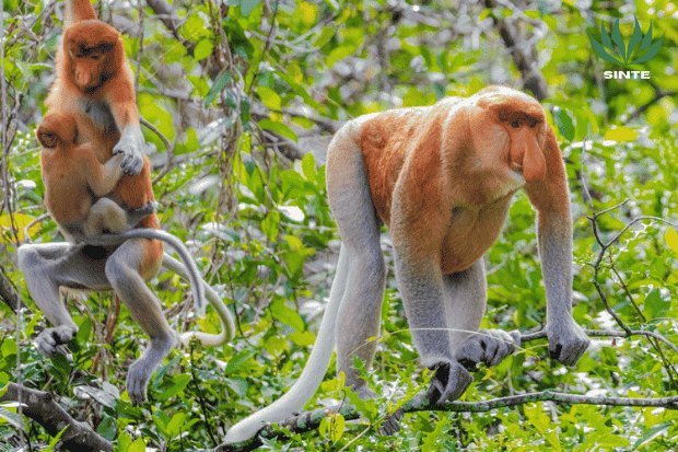 Habitat Bekantan Ada di Mana