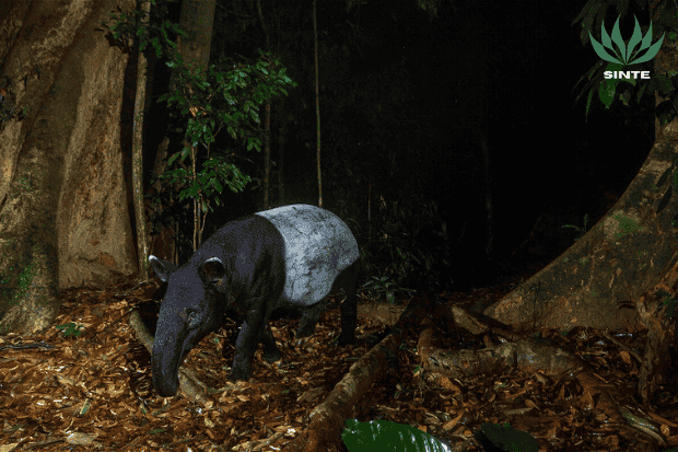 Habitat Tapir Ada di Mana