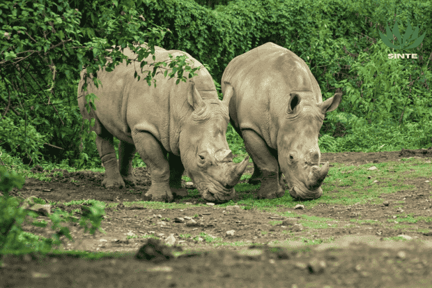 Informasi tentang badak