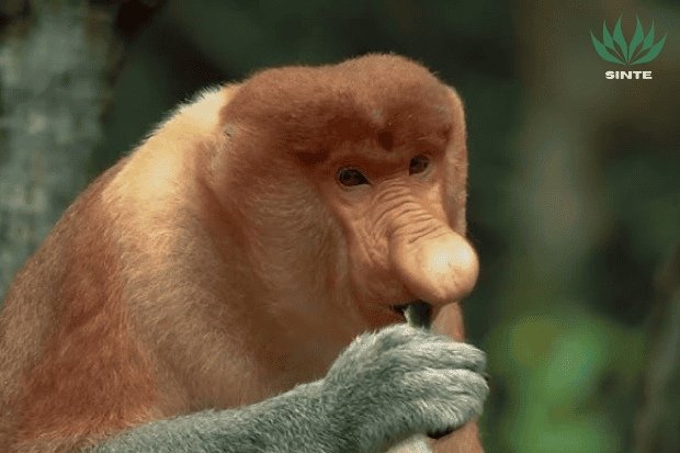 Kelakuan Bekantan yang Bikin Mereka Menarik