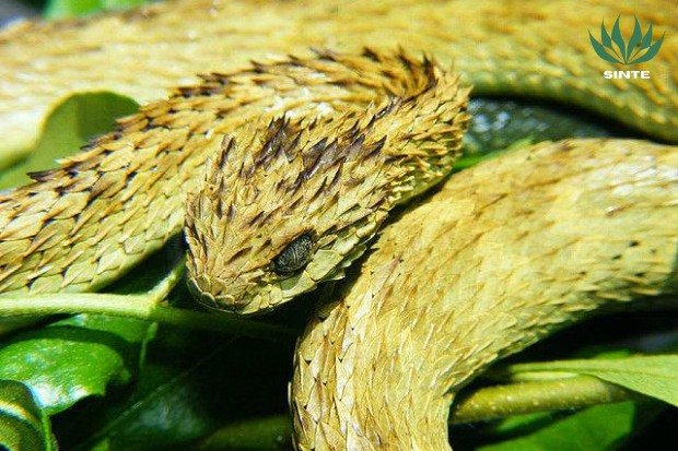 Kenapa Sisik Ular Beludak Semak Berduri itu Berduri