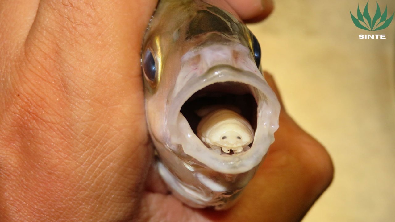 Kutu Pemakan Lidah Ikan