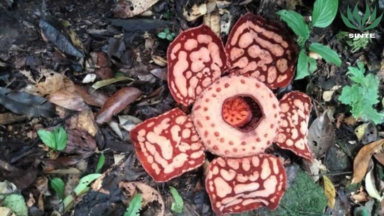 Rafflesia Hasseltii