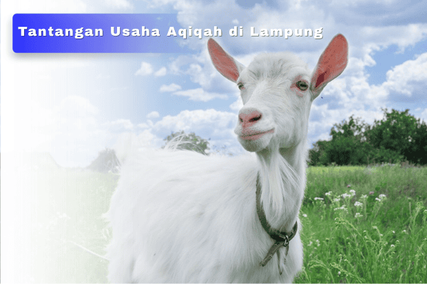 Tantangan Usaha Aqiqah di Lampung