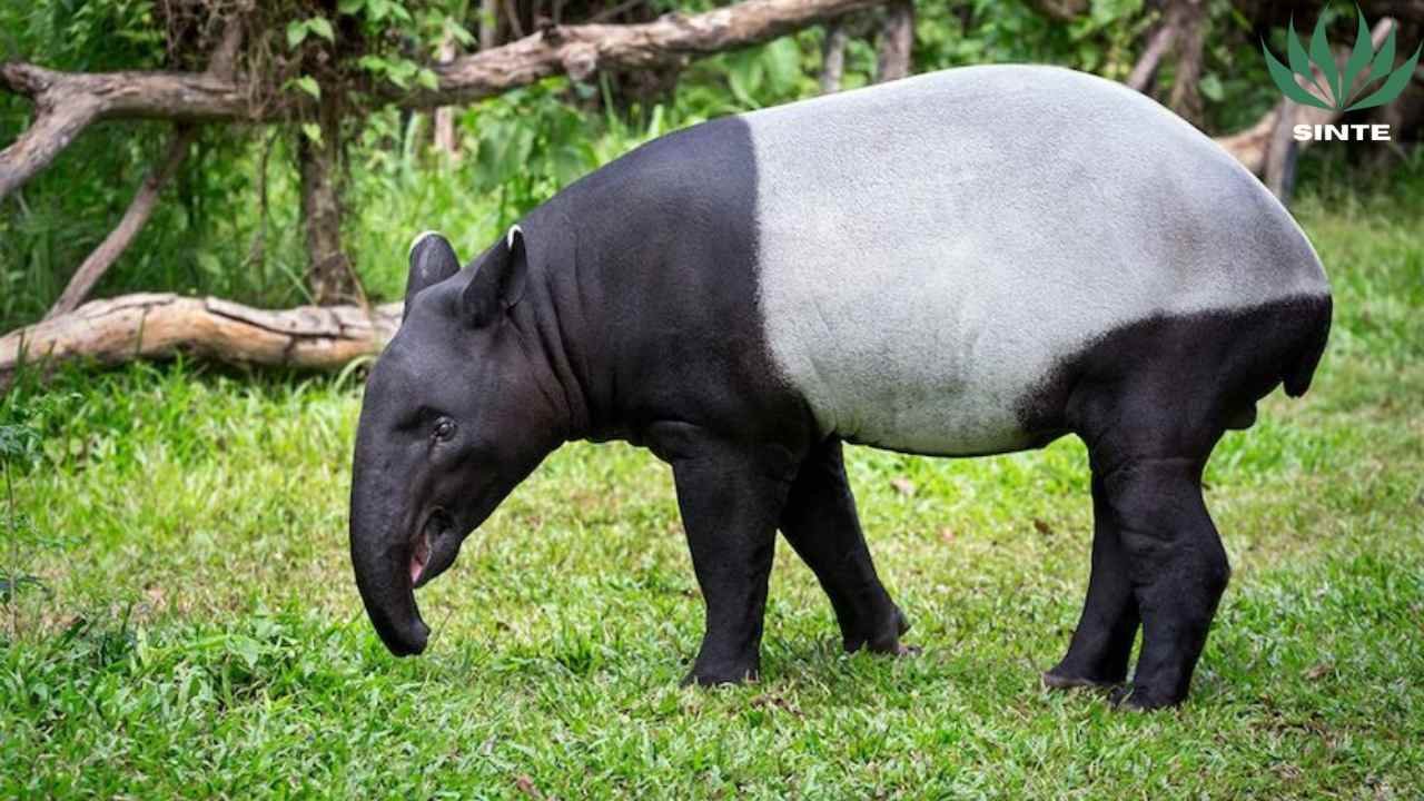 Tapir indonesia