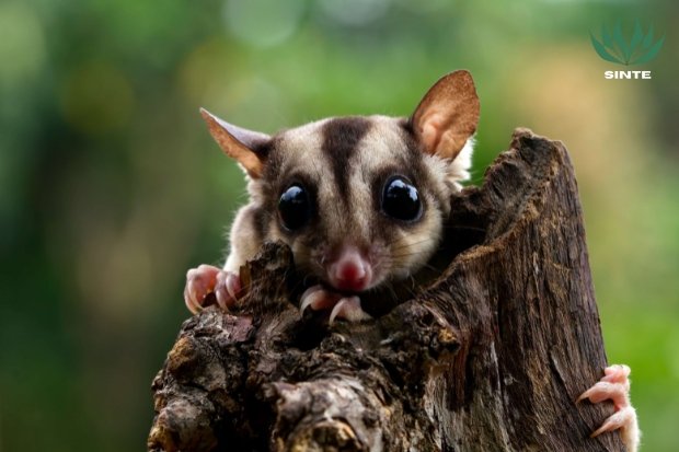 Apa Itu Tupai Terbang