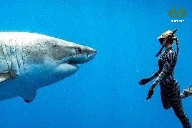 Apakah ikan hiu bahaya buat manusia