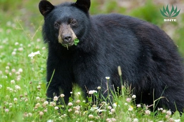 Cara Menghadapi Beruang Hitam