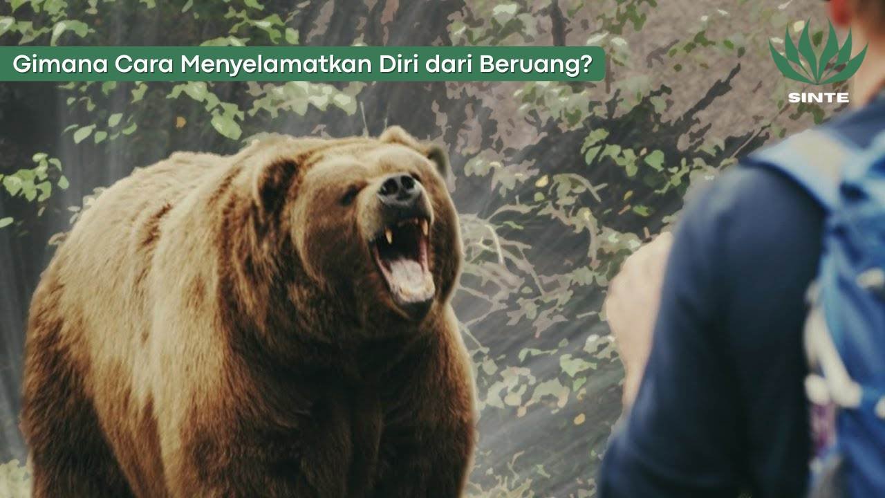 Cara Menyelamatkan Diri dari Beruang