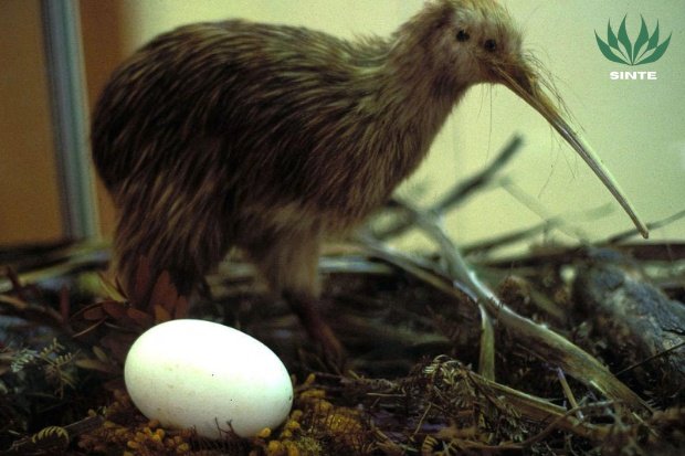 Ciri Unik Burung Kiwi yang Bikin Beda