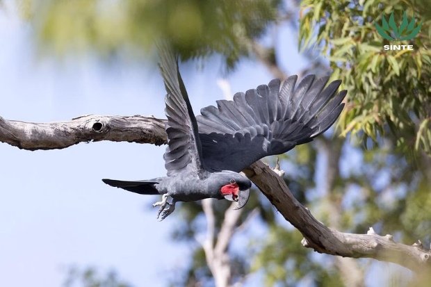 Habitat Asli kakatua raja