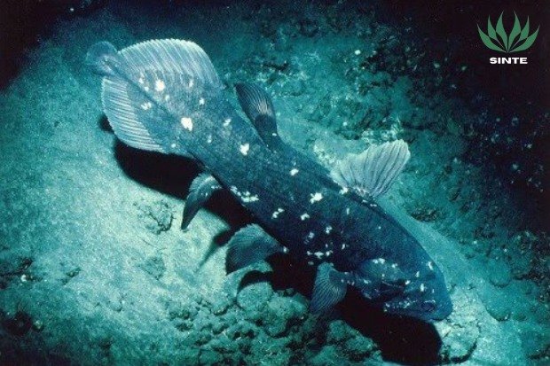Habitat Ikan Coelacanth atau raja laut