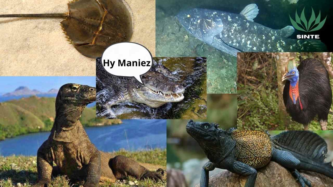 Hewan Asli Indonesia yang Mirip Dinosaurus