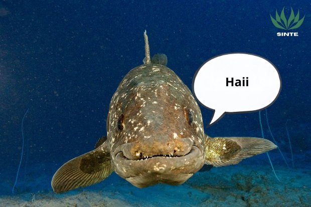 Ikan Coelacanth raja ikan