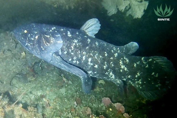 Ikan Coelacanth