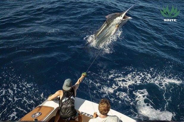 Ikan Marlin Bagi pemancing